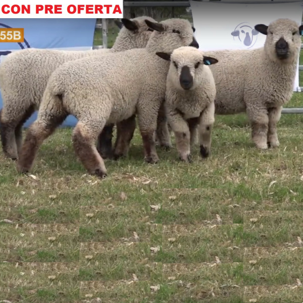 lote55b-pre_794274401