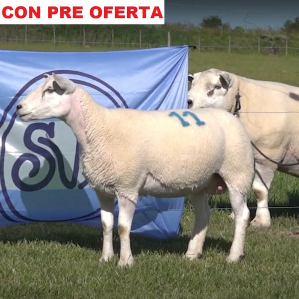 lote57-pre