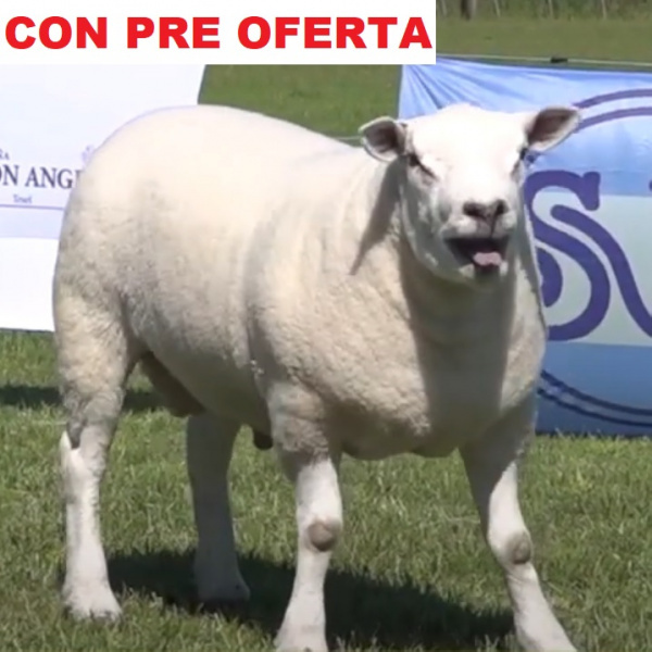 lote6-pre