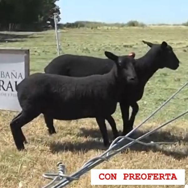 lote6-rp154-158_927281827