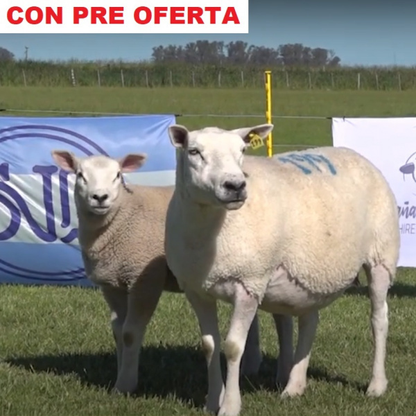 lote60-pre