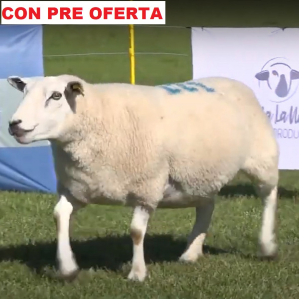 lote62-pre