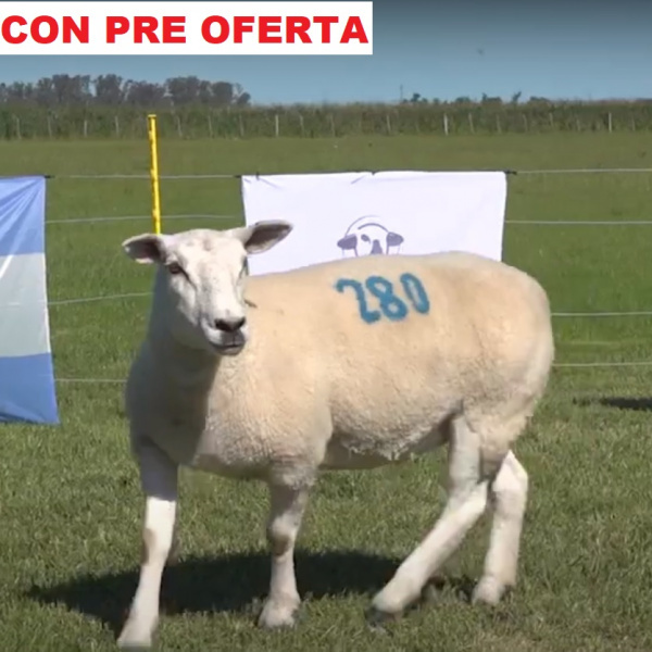 lote63-pre