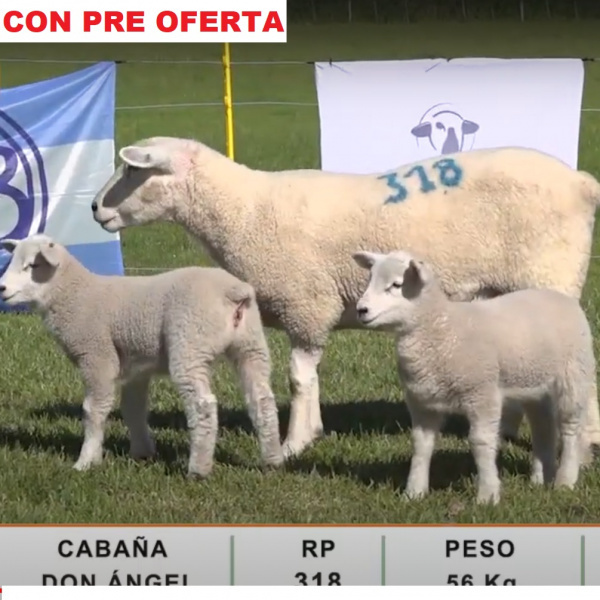 lote67-pre