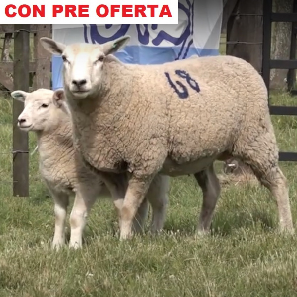 lote68-pre_2135414012