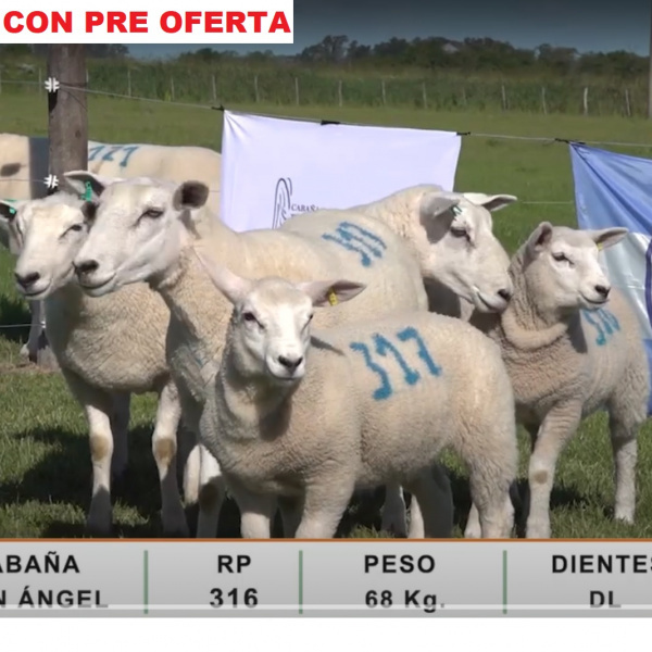 lote72-pre