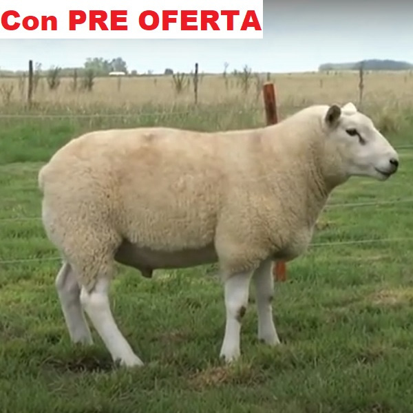 lote9-pre_1795162104