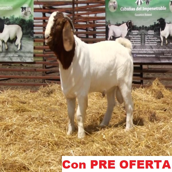lote_1-pre