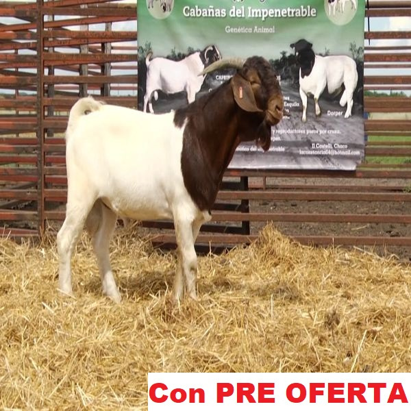 lote_12-pre