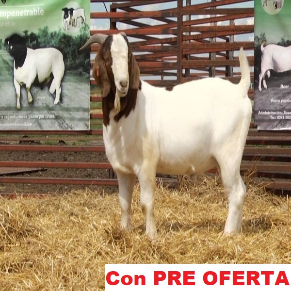 lote_14-pre