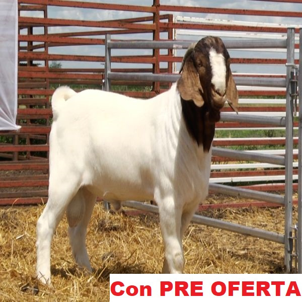 lote_2-pre