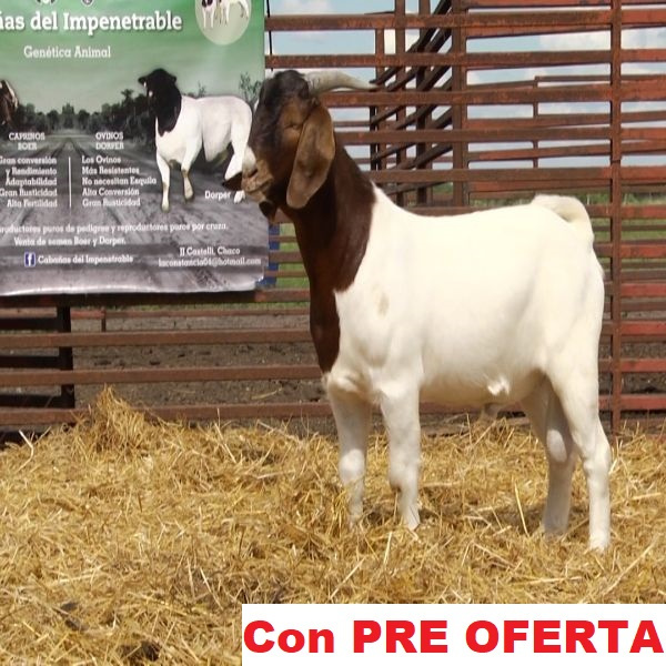 lote_20-pre