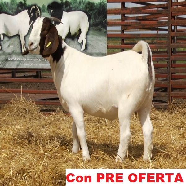 lote_23-pre