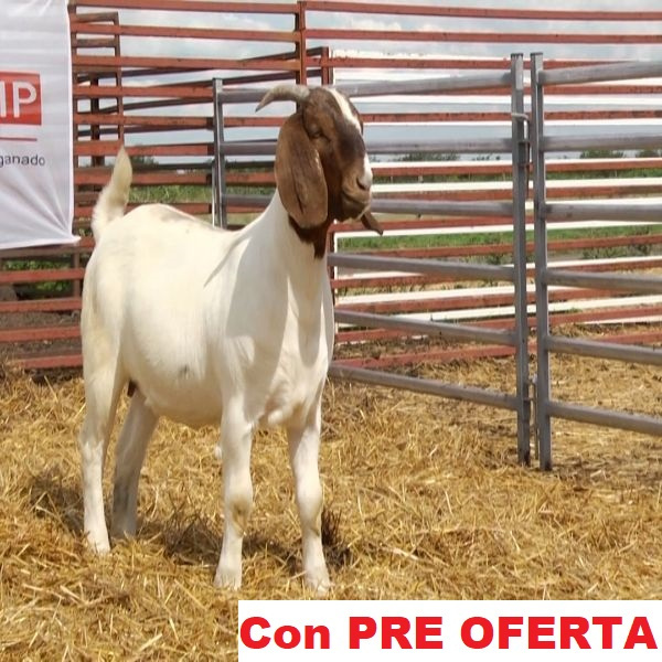 lote_24-pre
