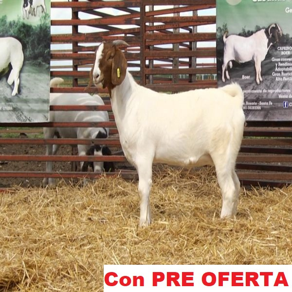 lote_25-pre