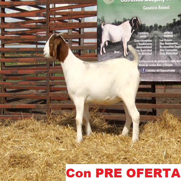 lote_26-pre
