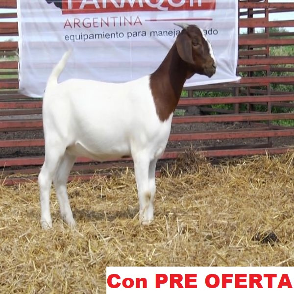 lote_29-pre