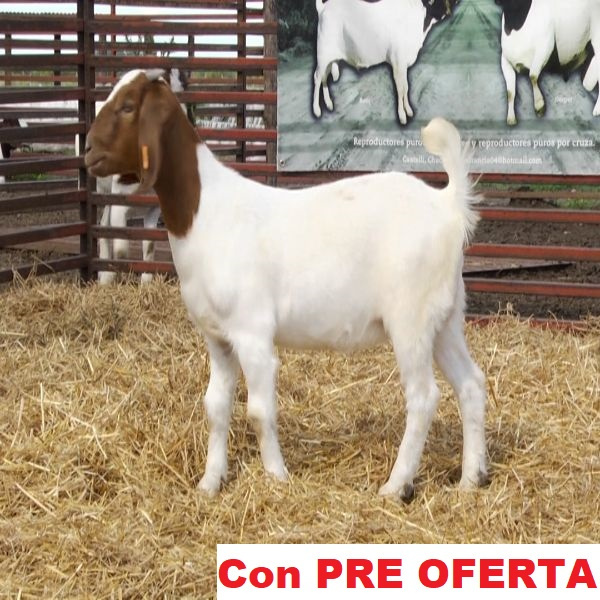 lote_30-pre