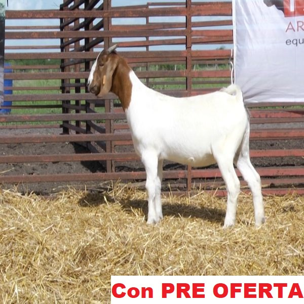 lote_31-pre