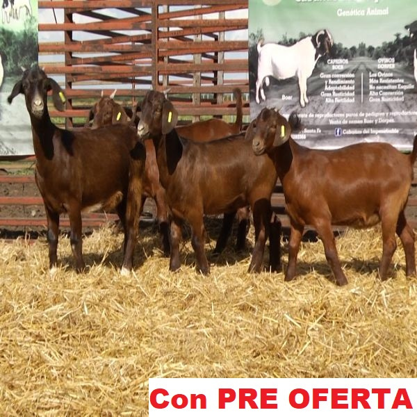 lote_33-pre