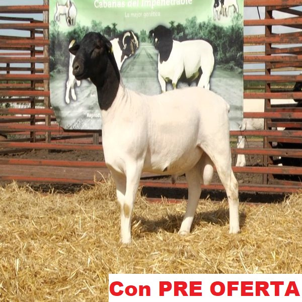 lote_35-pre