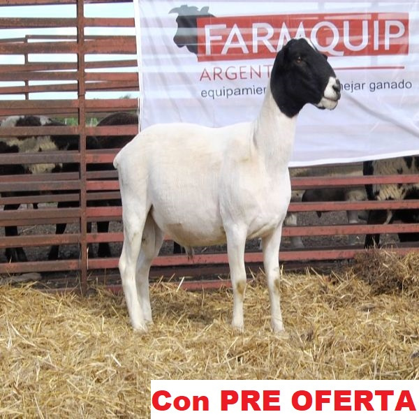 lote_40-pre
