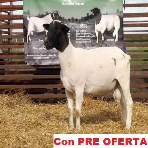lote_41-pre