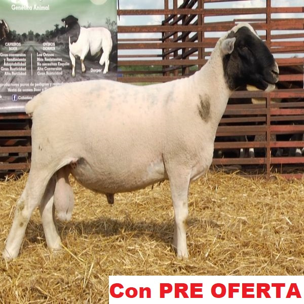 lote_42-pre