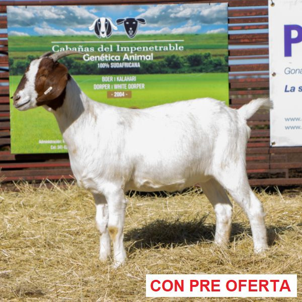 lote_45_blanca_921215960