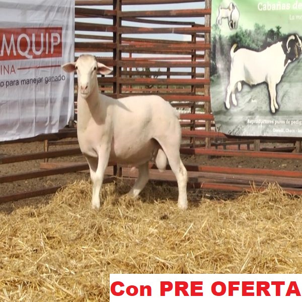 lote_47-pre