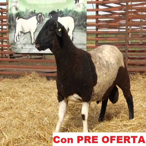 lote_49-pre
