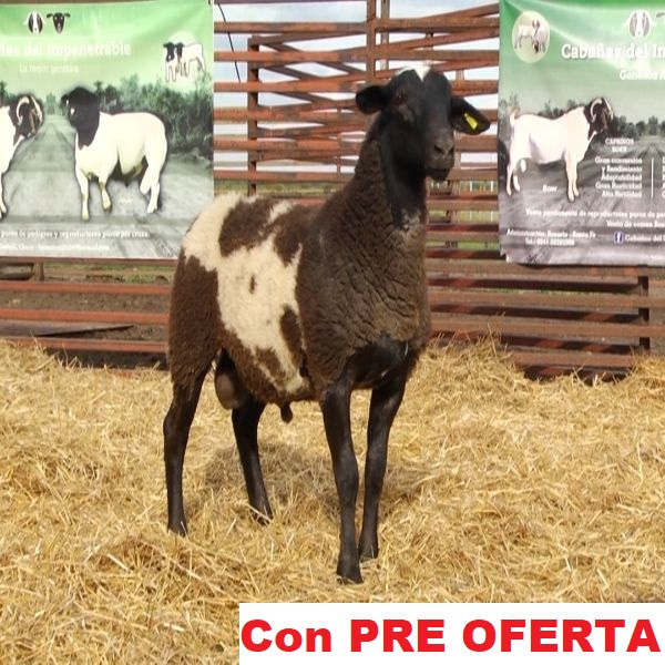 lote_52-pre