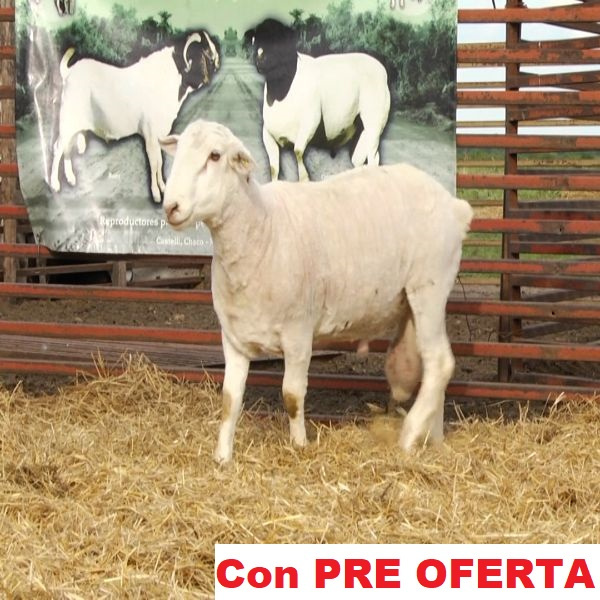 lote_54-pre