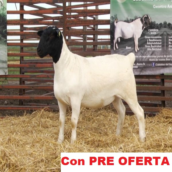 lote_60-pre