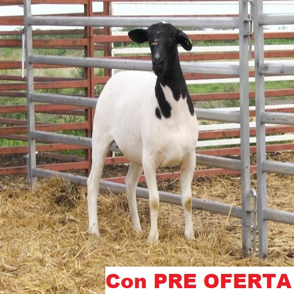 lote_61-pre