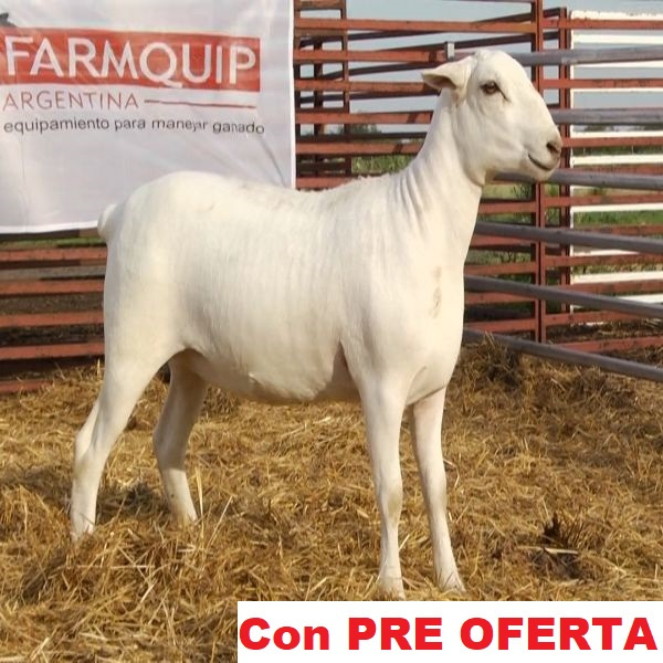 lote_63-pre
