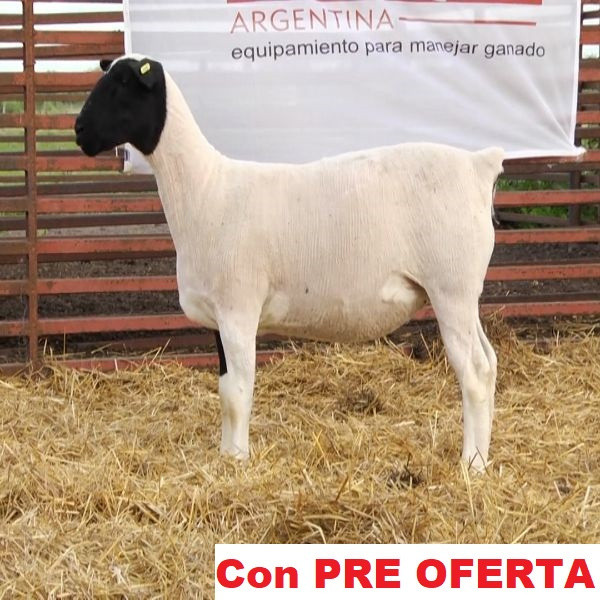 lote_65-pre