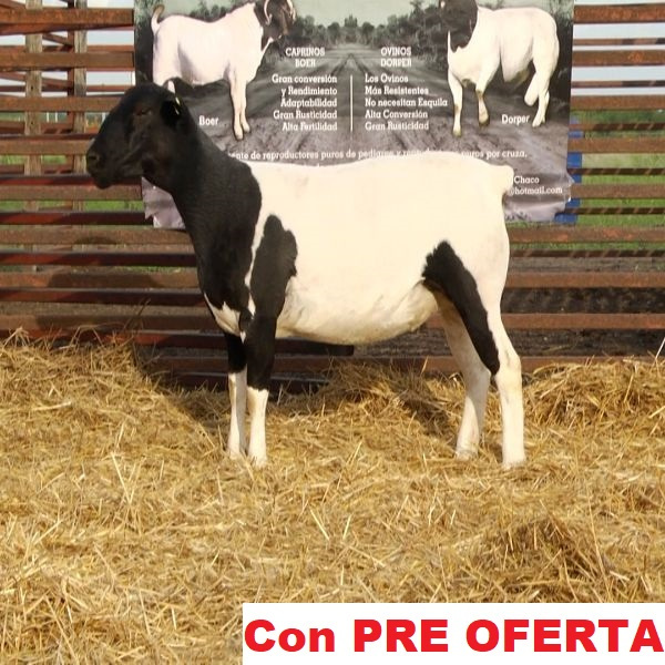 lote_66-pre