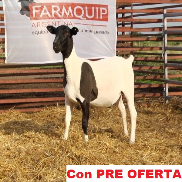 lote_67-pre