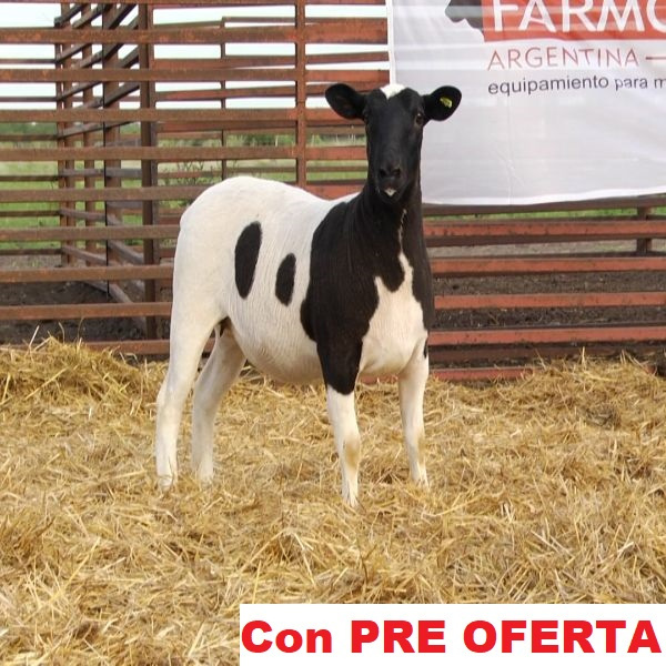 lote_68-pre