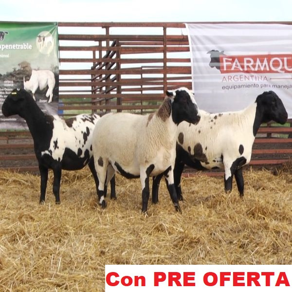 lote_69-pre
