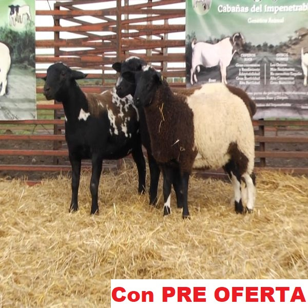 lote_70-pre