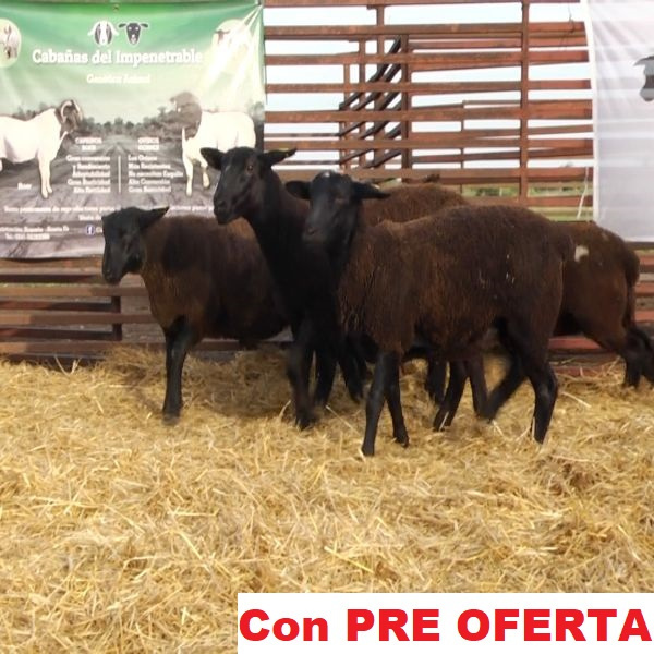 lote_71-pre