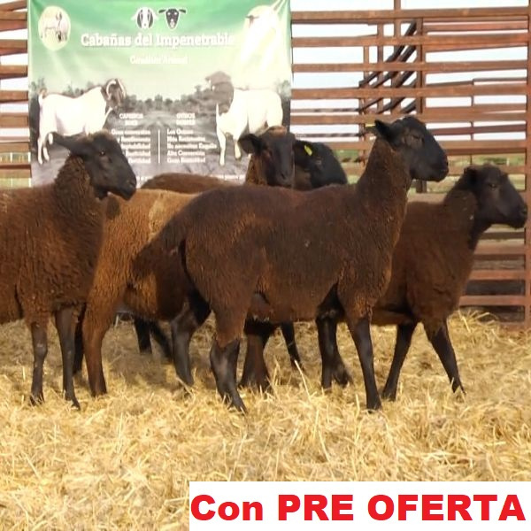 lote_72-pre