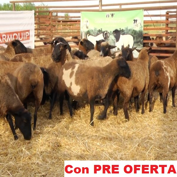 lote_73-pre