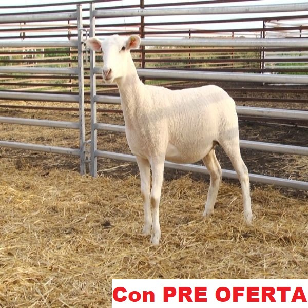 lote_74-pre