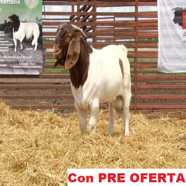 lote_8-pre