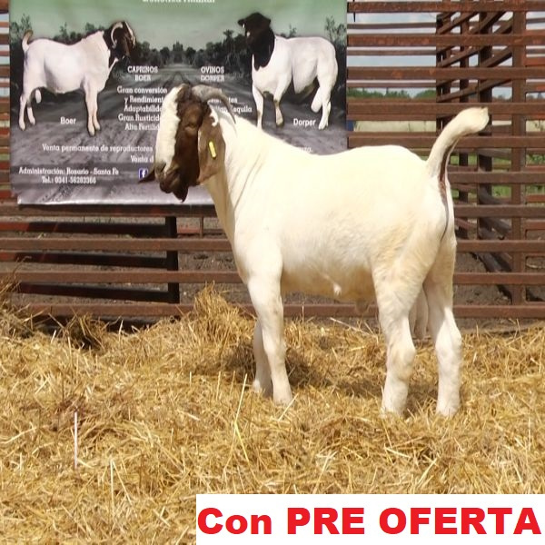 lote_9-pre