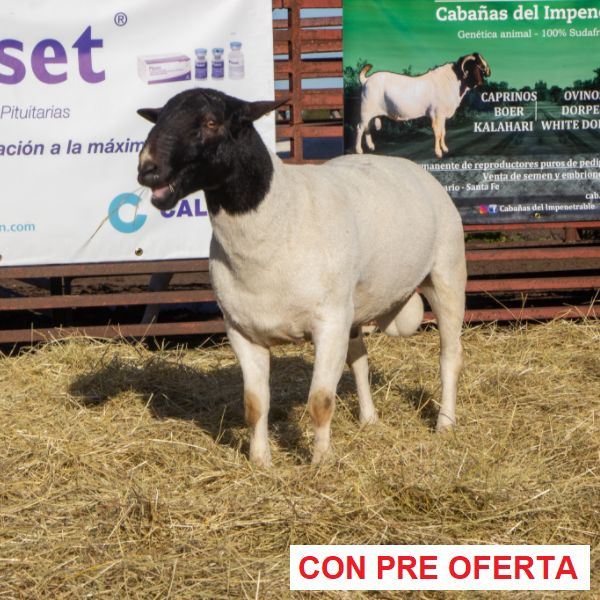 macho_dorper_donante_paraguayo_-_rp_-cda_992_2126300658