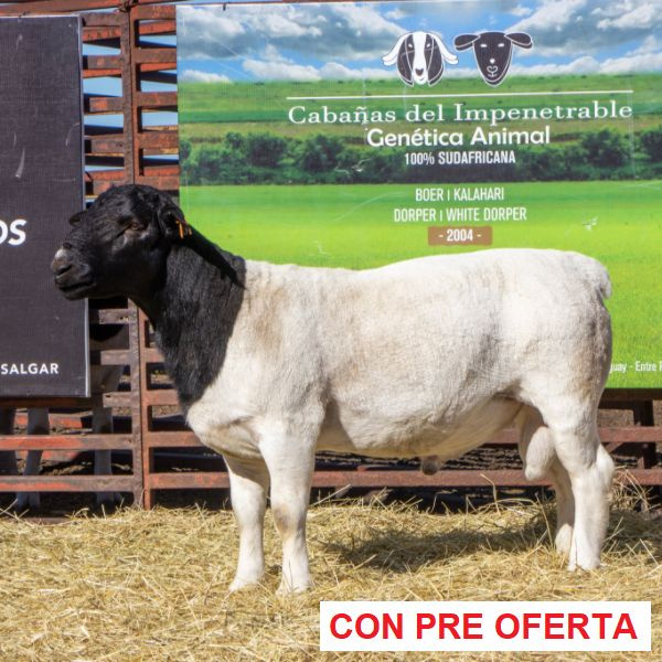 roble__donante_dorper_967149641